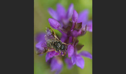 Kleine Ackerwitwenblumen Keulhornblattwespe (Abia candens)