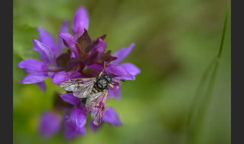 Kleine Ackerwitwenblumen Keulhornblattwespe (Abia candens)