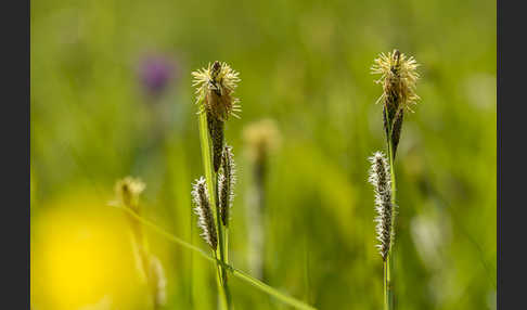 Hirse-Segge (Carex panicea)