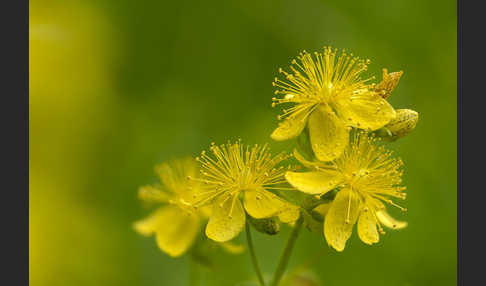 Echtes Johanniskraut (Hypericum perforatum)