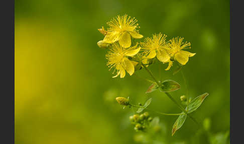 Echtes Johanniskraut (Hypericum perforatum)