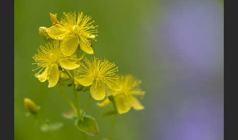 Echtes Johanniskraut (Hypericum perforatum)