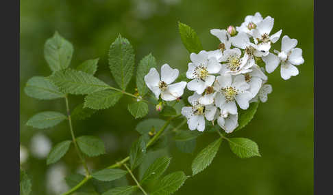 Büschel-Rose (Rosa multiflora)