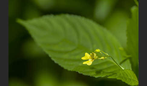 Kleinblütiges Springkraut (Impatiens parviflora)