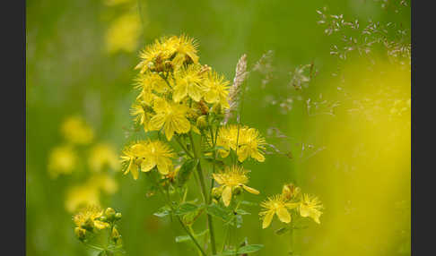 Echtes Johanniskraut (Hypericum perforatum)