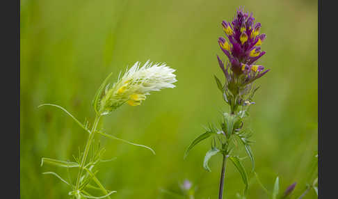 Acker-Wachtelweizen (Melampyrum arvense)