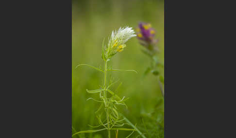 Acker-Wachtelweizen (Melampyrum arvense)