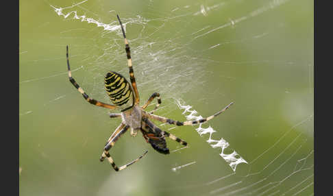 Wespenspinne (Argiope bruennichi)