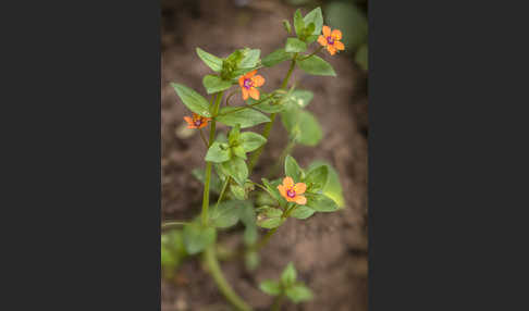 Acker-Gauchheil (Anagallis arvensis)