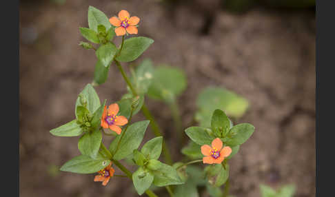 Acker-Gauchheil (Anagallis arvensis)