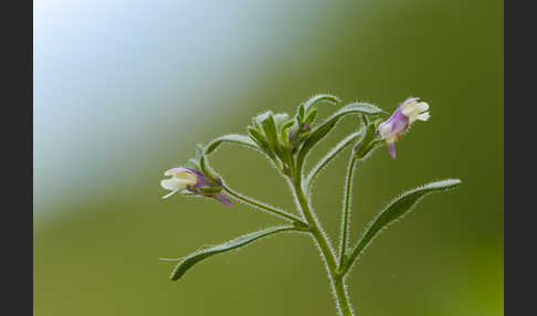 Kleiner Orant (Chaenorhinum minus)