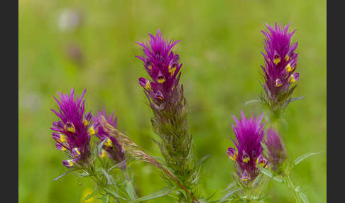 Acker-Wachtelweizen (Melampyrum arvense)