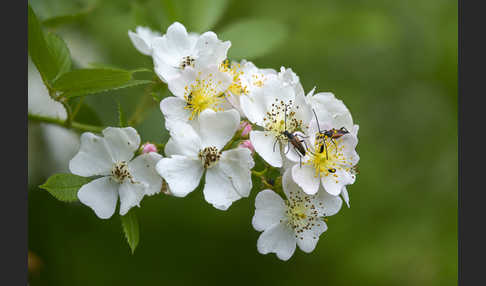 Büschel-Rose (Rosa multiflora)