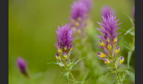 Acker-Wachtelweizen (Melampyrum arvense)