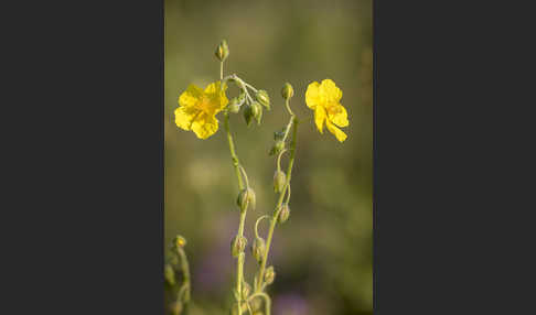 Gemeines Sonnenröschen (Helianthemum nummularium)