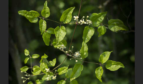 Gemeine Waldrebe (Clematis vitalba)