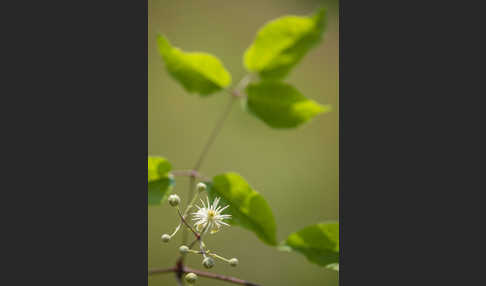 Gemeine Waldrebe (Clematis vitalba)