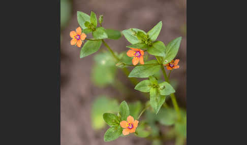 Acker-Gauchheil (Anagallis arvensis)