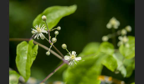 Gemeine Waldrebe (Clematis vitalba)