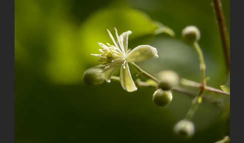 Gemeine Waldrebe (Clematis vitalba)