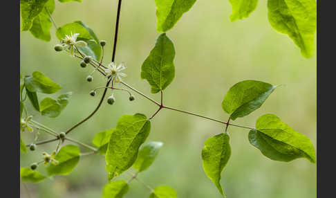 Gemeine Waldrebe (Clematis vitalba)