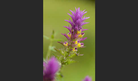 Acker-Wachtelweizen (Melampyrum arvense)