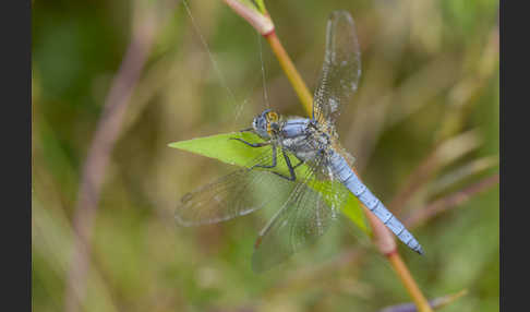 Südlicher Blaupfeil (Orthetrum brunneum)