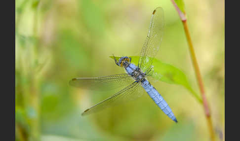 Südlicher Blaupfeil (Orthetrum brunneum)