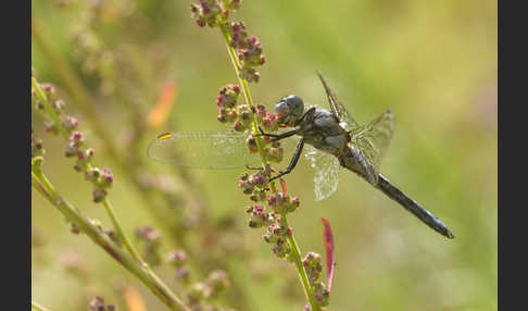 Südlicher Blaupfeil (Orthetrum brunneum)