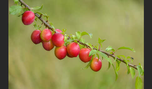 Mirabelle (Prunus domestica subsp. Syriaca)