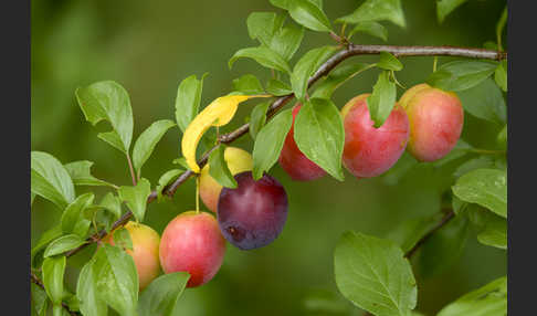 Mirabelle (Prunus domestica subsp. Syriaca)