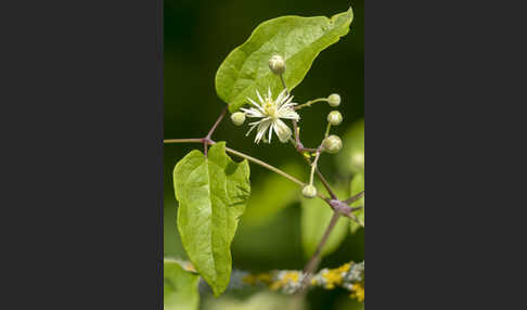 Gemeine Waldrebe (Clematis vitalba)