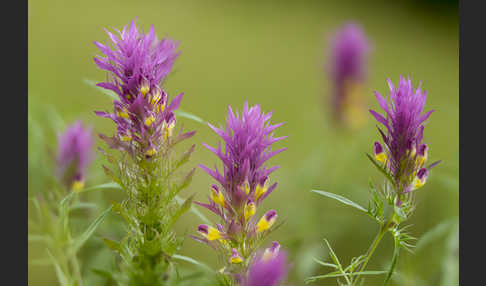 Acker-Wachtelweizen (Melampyrum arvense)