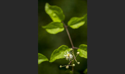 Gemeine Waldrebe (Clematis vitalba)