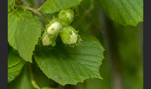 Gemeine Hasel (Corylus avellana)