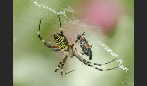 Wespenspinne (Argiope bruennichi)