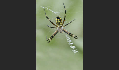 Wespenspinne (Argiope bruennichi)