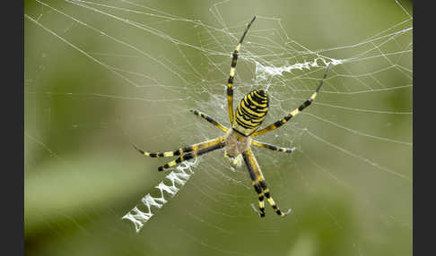 Wespenspinne (Argiope bruennichi)