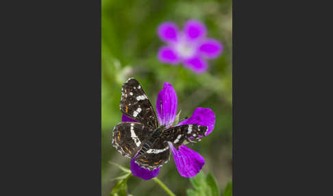 Landkärtchen (Araschnia levana)