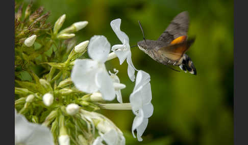 Taubenschwänzchen (Macroglossum stellatarum)