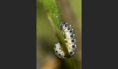Kleine Seidenglänzende Keulhornblattwespe (Abia sericea)