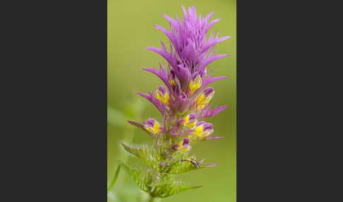 Acker-Wachtelweizen (Melampyrum arvense)