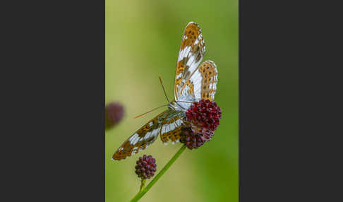 Kleiner Eisvogel (Limenitis camilla)