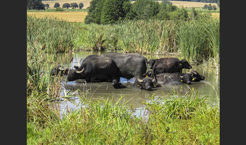 Wasserbüffel (Bubalus arnee)