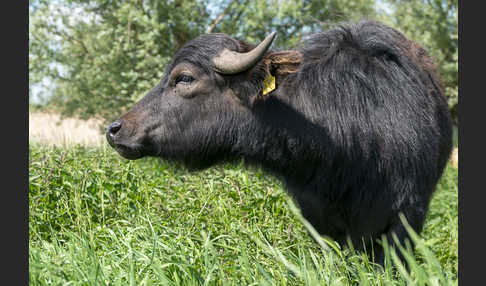 Wasserbüffel (Bubalus arnee)