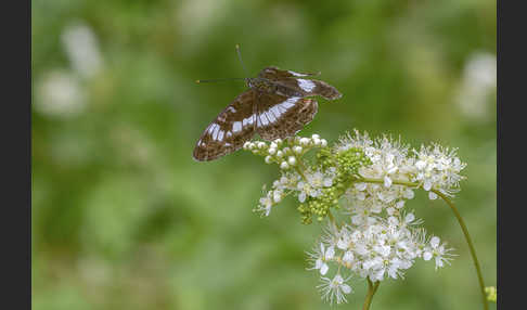 Kleiner Eisvogel (Limenitis camilla)