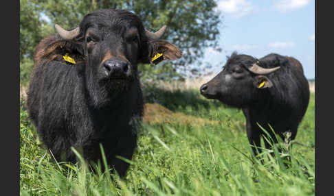 Wasserbüffel (Bubalus arnee)