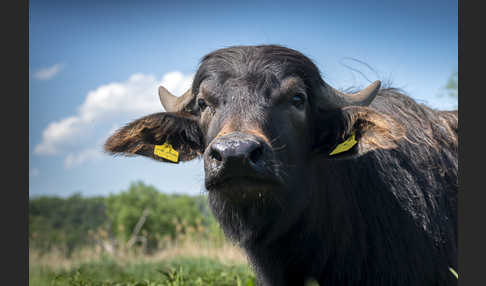 Wasserbüffel (Bubalus arnee)