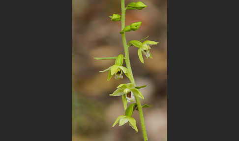 Müllers Stendelwurz (Epipactis muelleri)