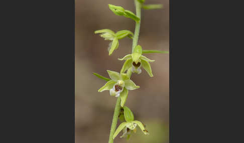 Müllers Stendelwurz (Epipactis muelleri)